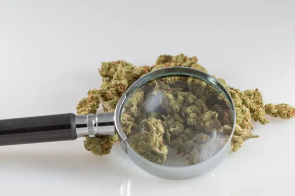 DEA Has A List Of Questions For…