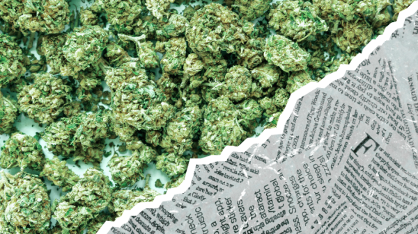 NORML Op-Ed: What the New York Times&hellip;