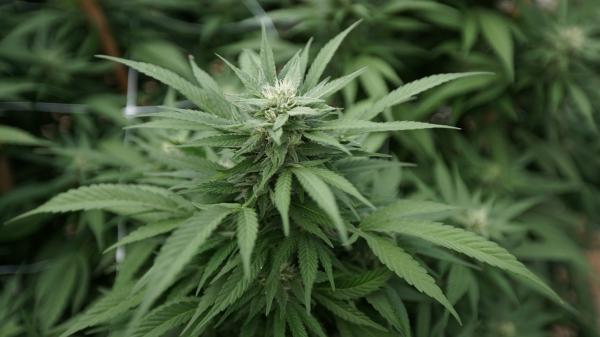 photo of People Really Do Have A Marijuana “Jay-Dar,” New Study Finds image