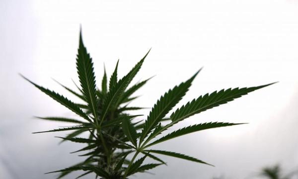 photo of Texas Court Sides With State To Block Voter-Approved Marijuana Decriminalization Law In San Marcos image