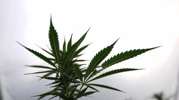 Texas GOP Governor ‘Wants To Legalize…