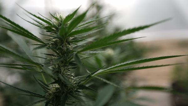 Indiana Lawmakers Say Marijuana&hellip;