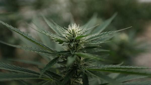 Lawmakers Could Reschedule Marijuana…