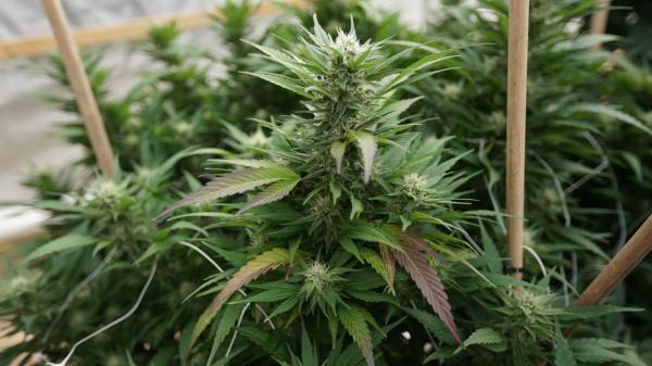 Nebraska Medical Marijuana Supporters…