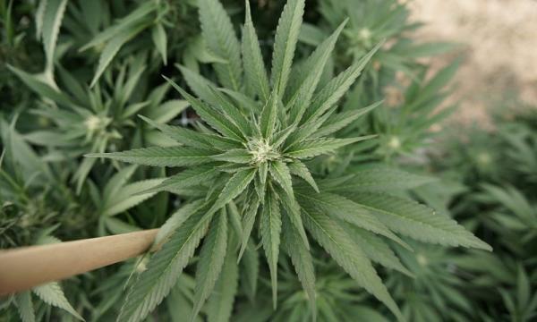 photo of Pennsylvania’s State-Run Marijuana Model Is Not A True Path To Local Ownership (Op-Ed) image