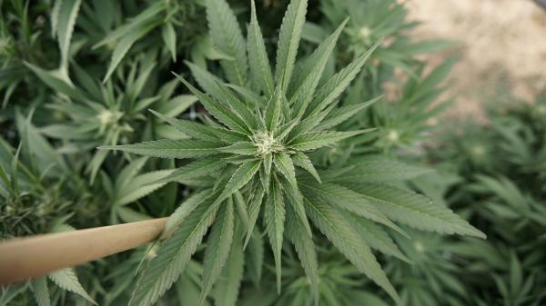Nearly 4 In 10 Californians Are Current…