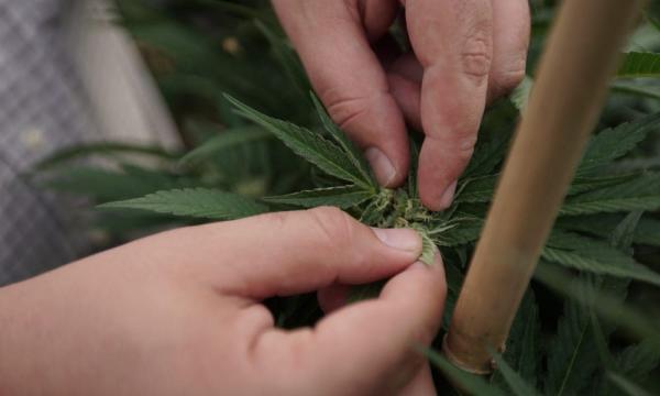 FBI Grants Delaware Marijuana Officials…