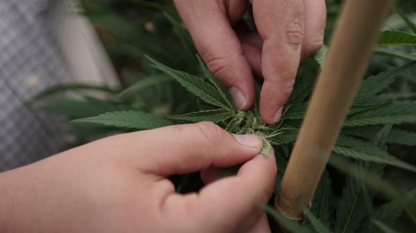 Today My Cannabis Brand Launches In West…