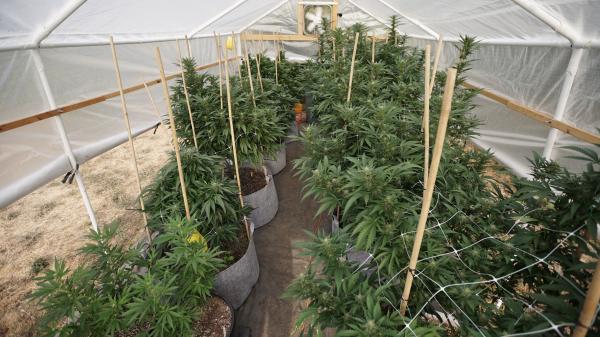 photo of Michigan Lawmakers Consider Bills To Change Legal Marijuana Possession Limits And Alter Industry Disciplinary Rules image