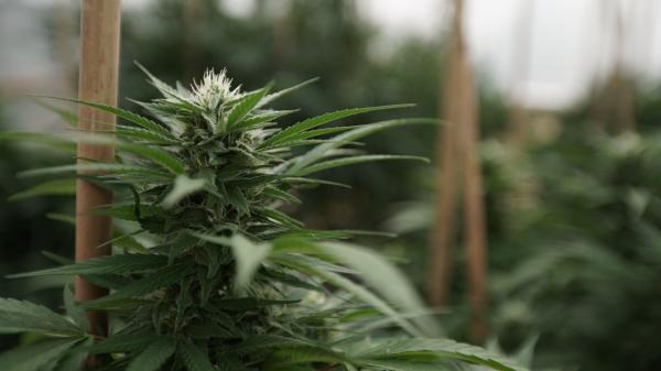 New Missouri Draft Marijuana Rules…