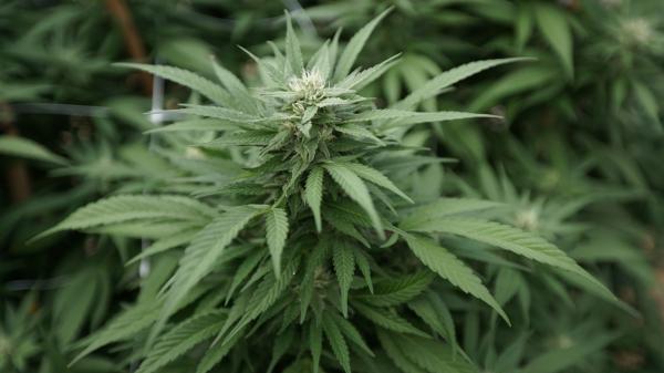 Marijuana’s Federally Banned Status Is…