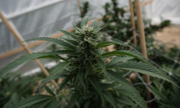 photo of Minnesota Marijuana Officials Post Resources On ‘Early Mover Advantage’ For Equity Businesses image