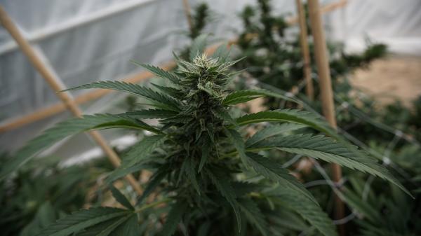 photo of Marijuana ‘Farmers Markets’ Won’t Happen In California Yet After Bill’s Failure image