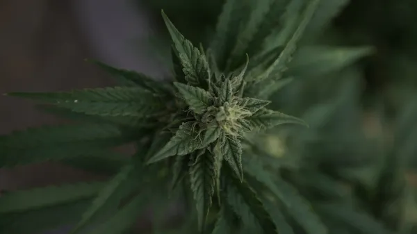 Kansans Support Legalizing Marijuana&hellip;