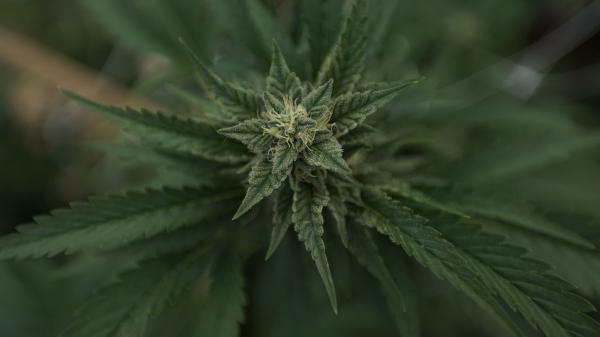 Indiana Lawmaker Files Bill To Legalize&hellip;