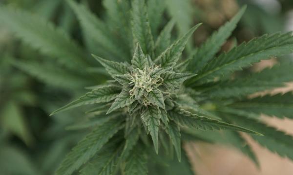 photo of Legalizing Marijuana Leads To ‘Substantial Decrease’ In Intimate Partner Violence, Study Shows image