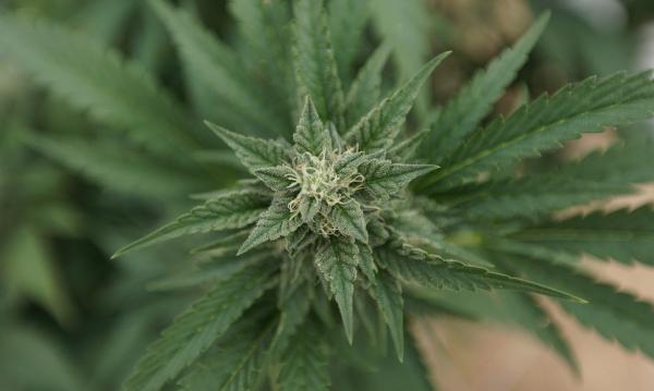 Oklahoma Marijuana Activists Say New…