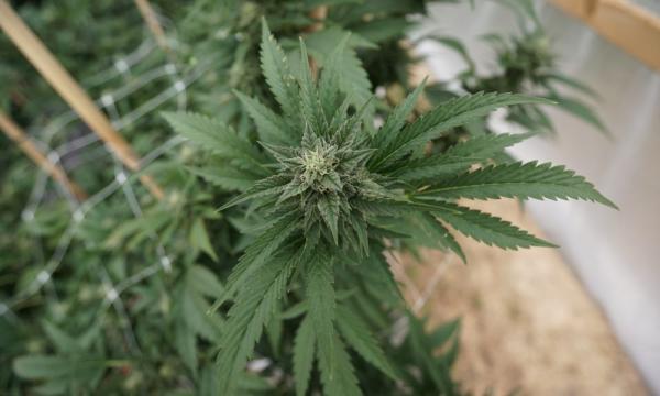 photo of New Hampshire Committee Weighs Proposal To Legalize And Regulate Marijuana For Adults image
