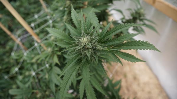photo of Malta Limits Historic Marijuana Legalization Law, Sending Threat Letters To Consumers Over ‘Nuisance’ Odors image