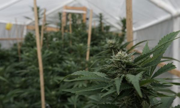 Marijuana Trade Group Pushes Back On…