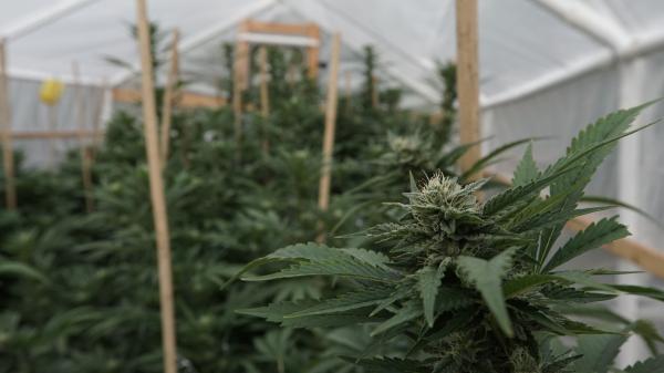 How Cannabis Regulators Can End The…