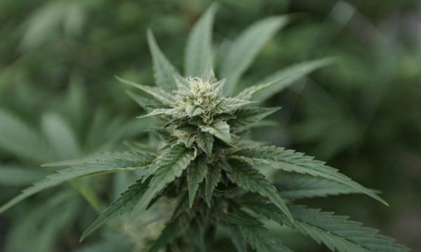 photo of Congressional Researchers Highlight Growing Federal-State Marijuana ‘Policy Gap’ In New 100-Page Report image