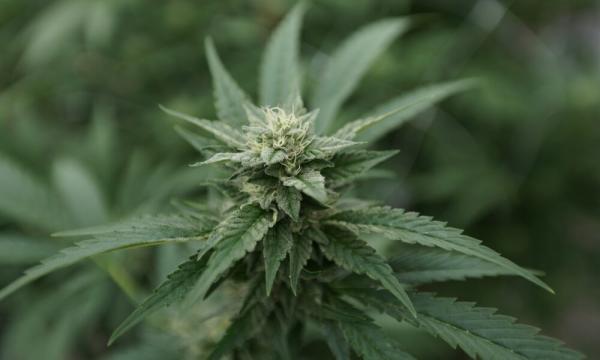 photo of Senator Hopes To Pass ‘Some Key Reforms’ On Marijuana This Year, But Says Full Legalization Is A ‘Difficult Feat’ image