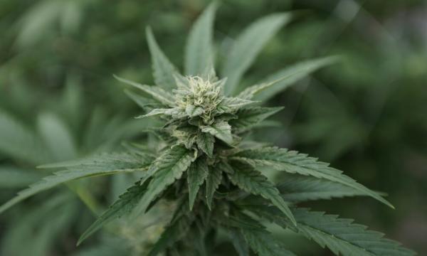 Pennsylvania Lawmakers Suggest Marijuana…