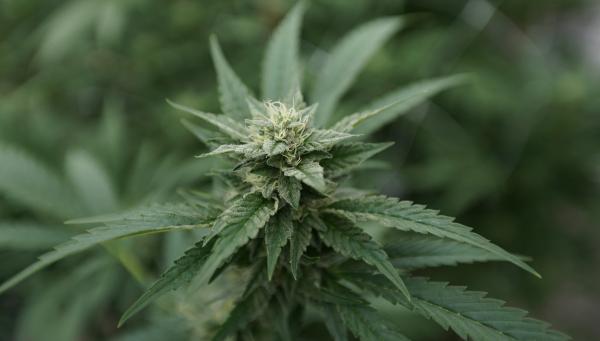 Delaware Bill To Loosen Local…
