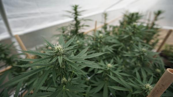 New Mexico Steps Up Enforcement Against…