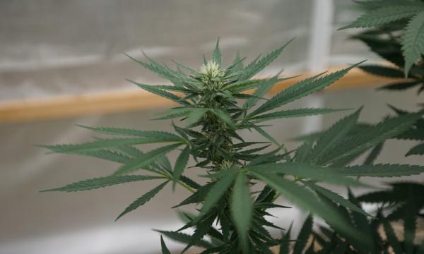 photo of Massachusetts Marijuana Regulators Propose Leadership Changes Amid Ongoing Tensions image