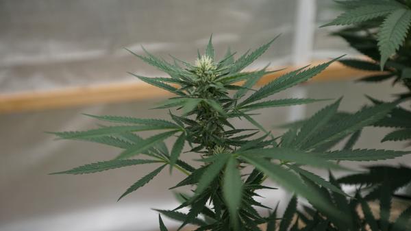 Delaware Lawmakers Seek Marijuana…