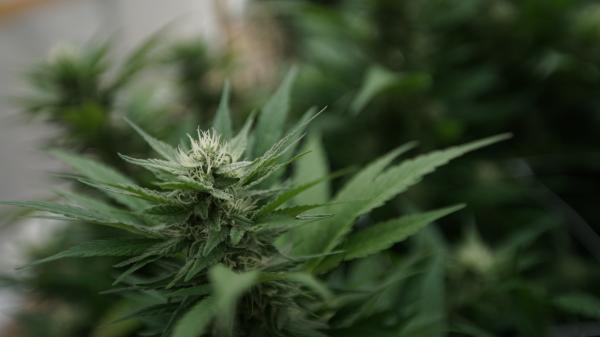 photo of A Main Ingredient In Beer Used To Be Marijuana’s ‘Sister,’ Study Shows image