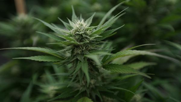 Federal Agency Gives Anti-Marijuana…