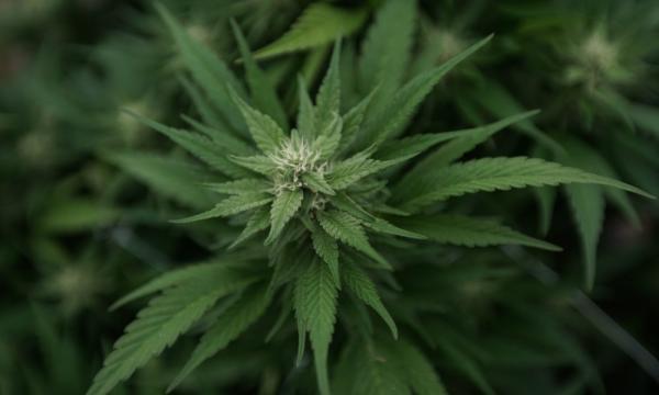 photo of GOP Lawmakers Push Justice Department To Reverse Course On Marijuana Rescheduling image