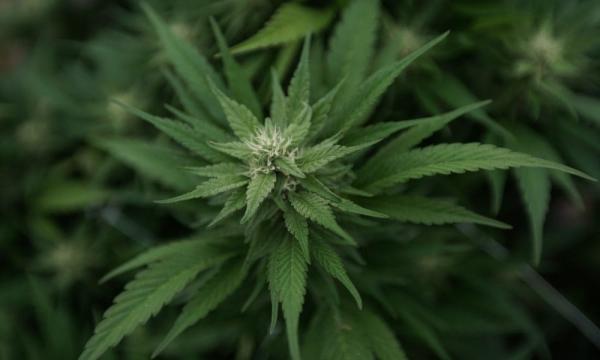 photo of If California’s Marijuana Tax Hike Takes Effect Next Month, Consumers And Businesses Will Suffer—But There’s A… image