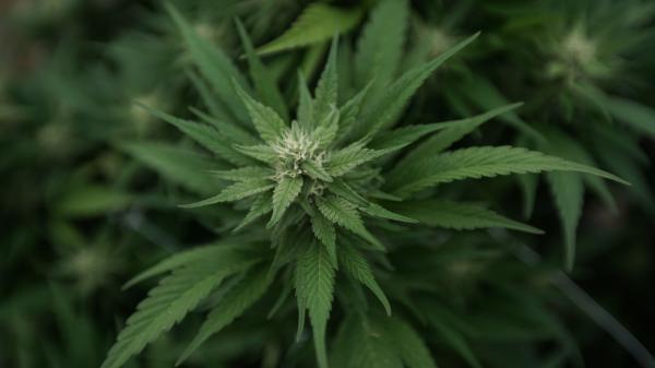 Nebraska Medical Marijuana Regulators…