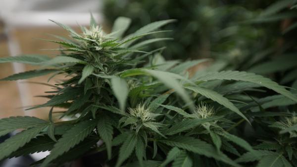 GOP Lawmakers Seek To Expand Marijuana…