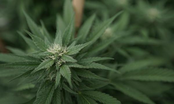 Massachusetts Governor Says Marijuana…