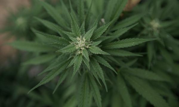photo of Only One In Four Republicans Admit Marijuana Laws Are Enforced Unfairly Against People Of Color, Poll Finds image