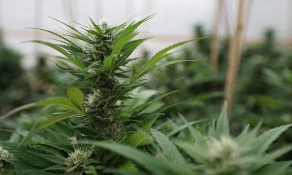 photo of New Hampshire Governor Signs Law Adding Anxiety As Qualification For Medical Marijuana, Vetoes Adjustments On Commercial… image