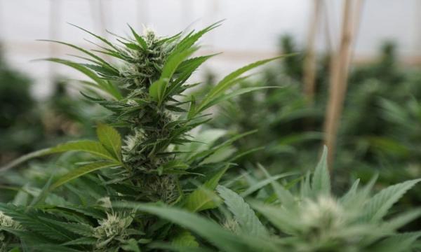 photo of Montana Lawmakers Pass Bill Allowing Cannabis Compacts Between Indian Tribes And The Governor image