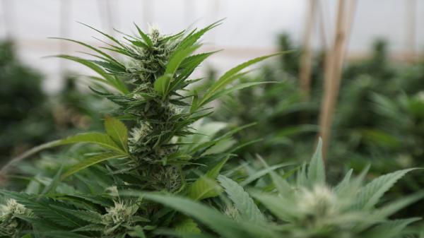 Texas Lawmakers Passed Bills To Expand…