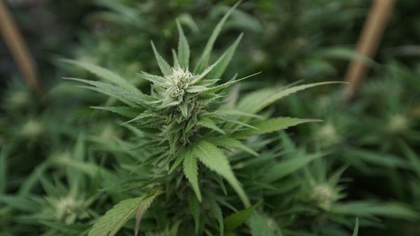 Federal Agency Cancels Marijuana…