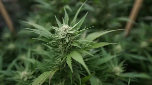 Marijuana Businesses Face Tax…