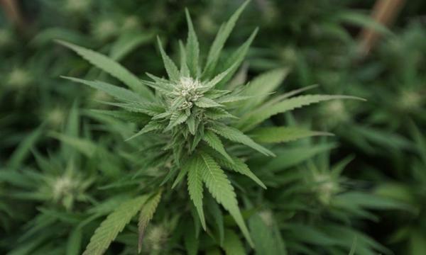 Montana Lawmakers Send Governor Two…