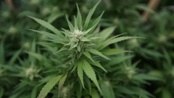 Nebraska Medical Marijuana Cultivators&hellip;