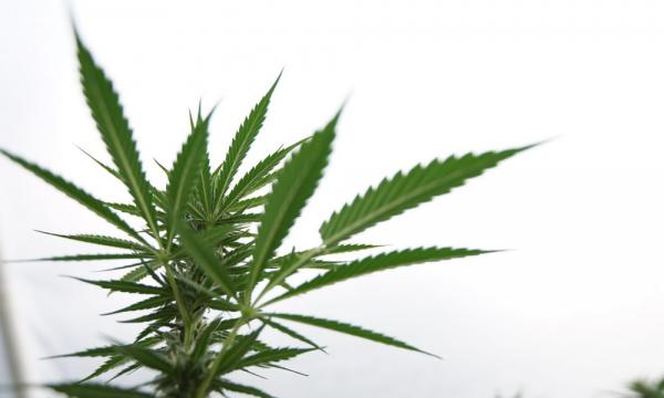 photo of Pennsylvania Lawmaker Files Bill To Expand Medical Marijuana Growers, Prioritizing Small Farmers image