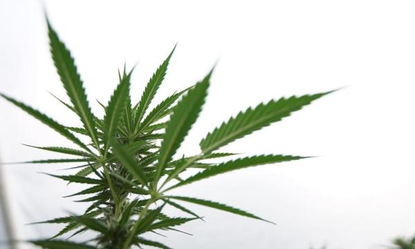 photo of Pennsylvania Senator Announces New Marijuana Legalization Bill After Committee Defeats House-Passed Reform Proposal image