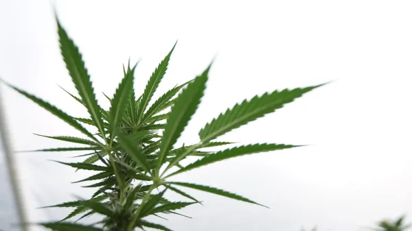 New California Emergency Marijuana&hellip;